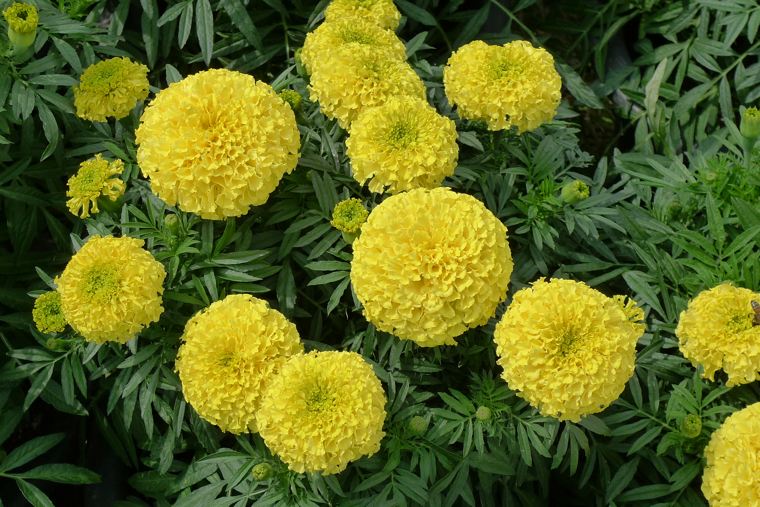 Tagetes erecta